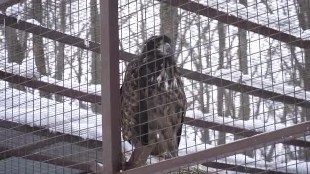 Águila en el zoológico durante el invierno — Vídeos de Stock