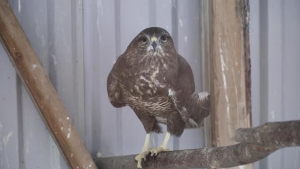 Falcon på grenen i djurparken — Stockvideo