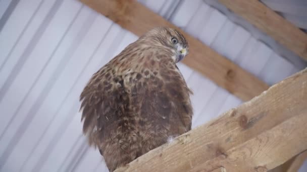 Falcon σε υποκατάστημα στο ζωολογικό κήπο — Αρχείο Βίντεο