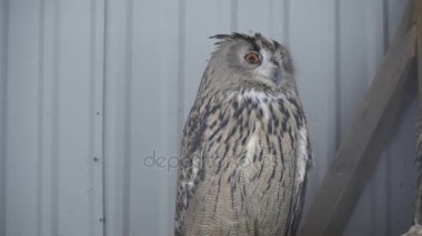 Hayvanat bahçesinde oturan büyük baykuş