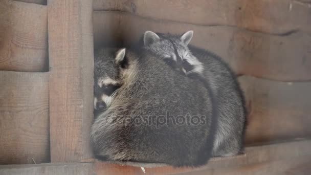 Två tvättbjörnar kramar varandra under vintern — Stockvideo