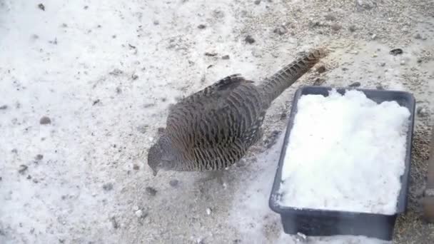 Faisão andando e comendo na neve — Vídeo de Stock