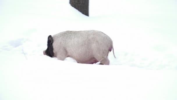 Cerdo blanco corriendo sobre la nieve — Vídeo de stock