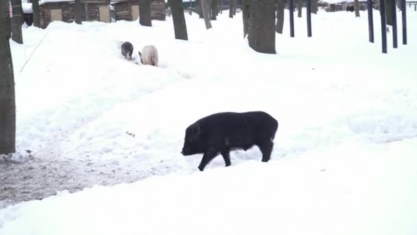 Schwarzes Schwein läuft auf dem Schnee — Stockvideo