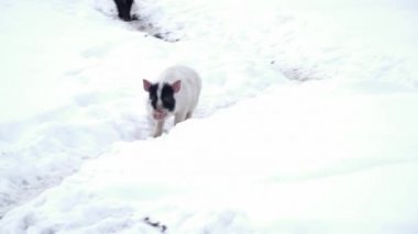 Hayvanat Bahçesi içinde kar üzerinde çalışan beyaz domuz