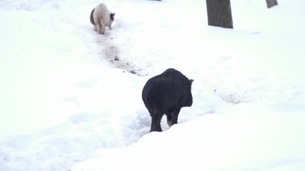 在动物园里雪地上奔跑的黑猪 — 图库视频影像