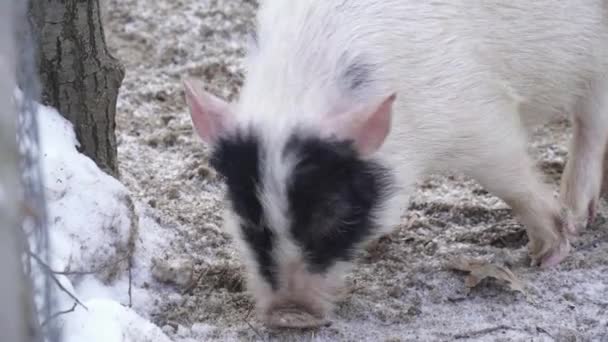 Крупный план белой свиньи, копающейся в снегу — стоковое видео
