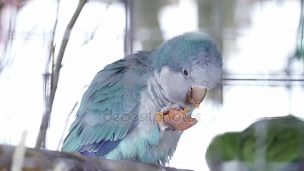 Detailní záběr roztomilé papouška jíst na větvi — Stock video
