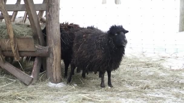 Черная овца, стоящая возле амбара — стоковое видео
