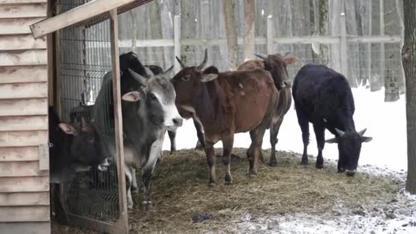 Коровы едят в зоопарке — стоковое видео