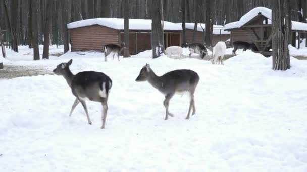 Niedliche Hirsche rennen im Zoo — Stockvideo