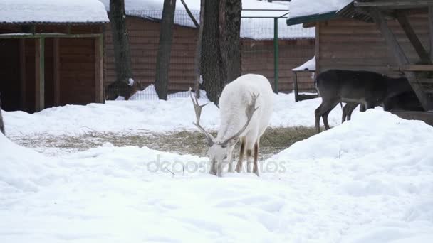 Weiße Hirsche mit großen Hörnern, die vom Schnee fressen — Stockvideo