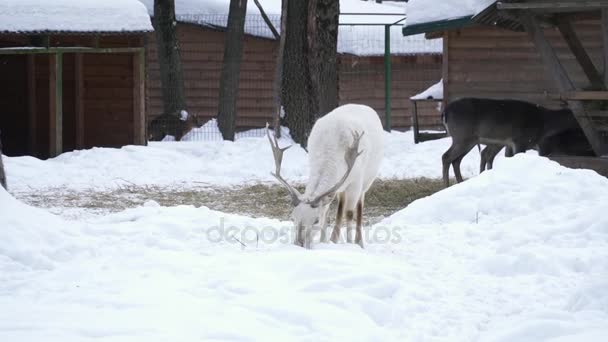 Cerf blanc avec de grosses cornes mangeant de la neige — Video