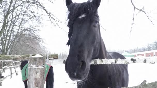 Fechar-se de cavalos negros cara perto da cerca — Vídeo de Stock