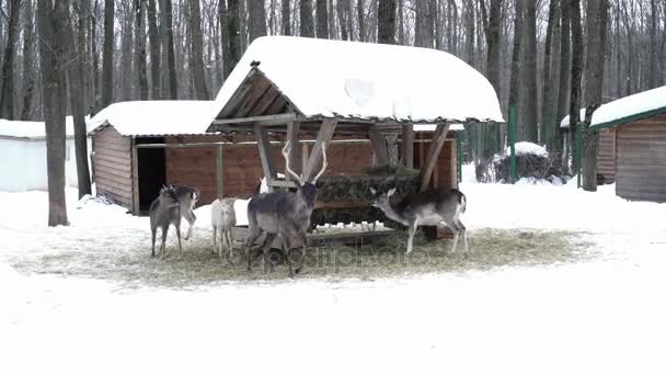 Lindos ciervos comiendo del heno en el zoológico — Vídeo de stock