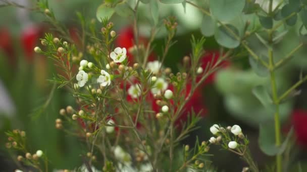 Viele verschiedene Blumen in der Blumenhandlung Nahaufnahme — Stockvideo