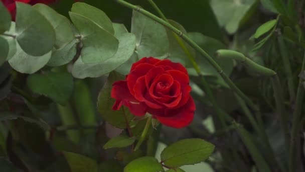 Прекрасна червона троянда в квітковому магазині — стокове відео