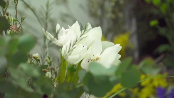 Belle orchidee bianche nel negozio di fiori — Video Stock