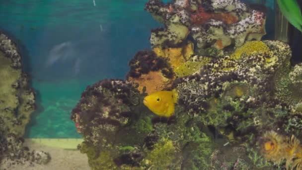 Золота риба в акваріумі — стокове відео