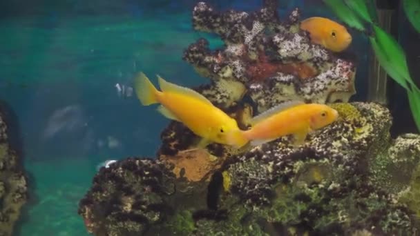 Molti pesci d'oro in un acquario . — Video Stock