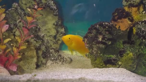 Golden fish in a fish tank. — Stock Video