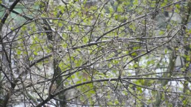 Ağaçlar bahar kar altında yeşil yaprakları ile