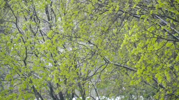 Closeup των δέντρων με πράσινα φύλλα, κάτω από το χιόνι άνοιξη — Αρχείο Βίντεο