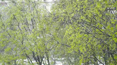 Ağaçlar bahar ağır çekim sırasında kar altında yeşil yaprakları ile