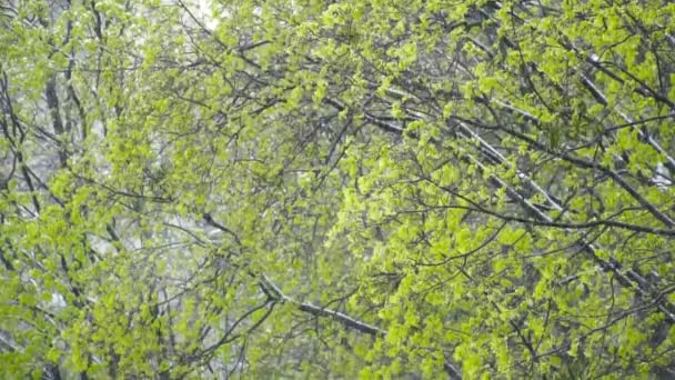 Alberi da primo piano con foglie verdi sotto la neve in primavera slow motion — Video Stock