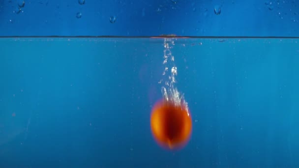 Primo piano di pomodoro che cade in acqua sul backgrond blu slow motion — Video Stock