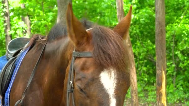 Gros plan d'un cheval marchant dans la forêt — Video