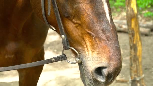 Крупный план лошадиного лица в лесу — стоковое видео