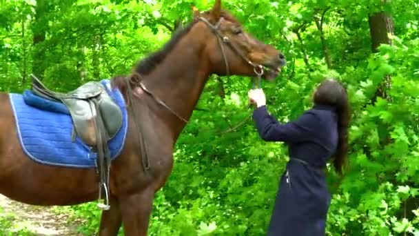 Jovem mulher alimentando o cavalo na floresta — Vídeo de Stock