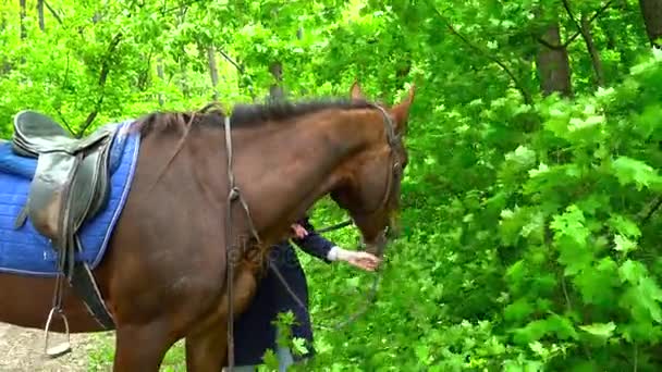 Kvinna utfodring hästen i skogen — Stockvideo