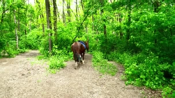 Young woman walking with the horse in the forest during the summer — Stock Video