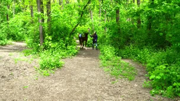 Femme marchant avec le cheval dans la forêt — Video