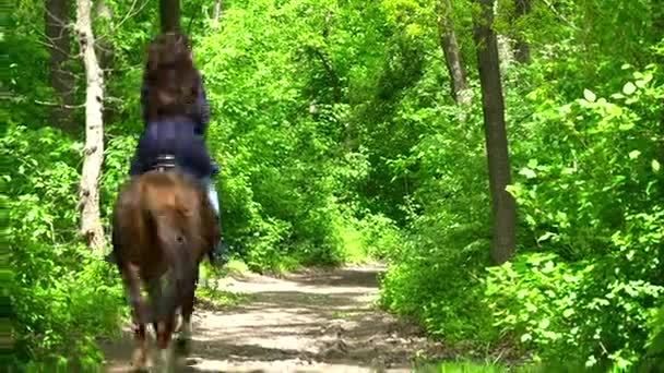 Brünette Frau reitet im Sommer auf einem Pferd im Wald — Stockvideo