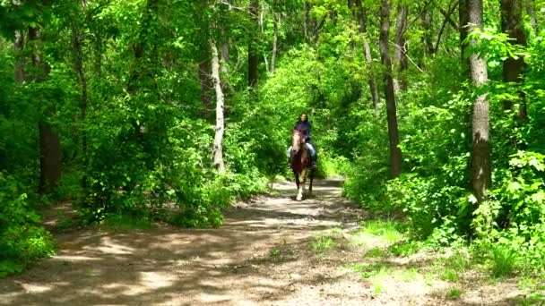 Jeune femme brune courant sur un cheval dans la forêt pendant l'été — Video