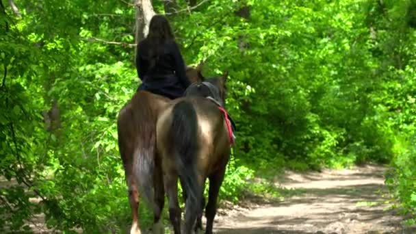 Молодая брюнетка идет в лес с двумя лошадьми — стоковое видео