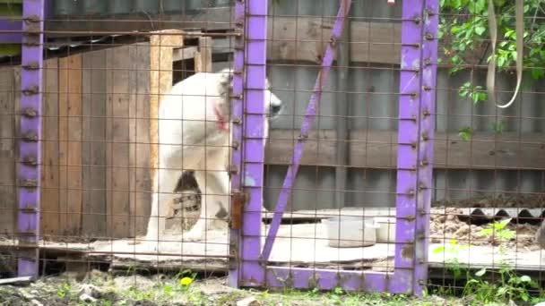 Großer weißer Hund spaziert im Käfig — Stockvideo