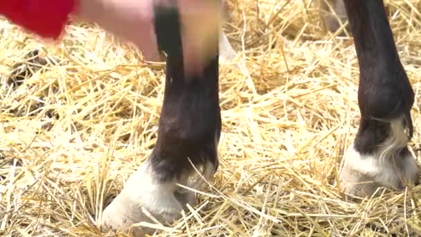 Mulher penteando as pernas do cavalo no close do estábulo — Vídeo de Stock