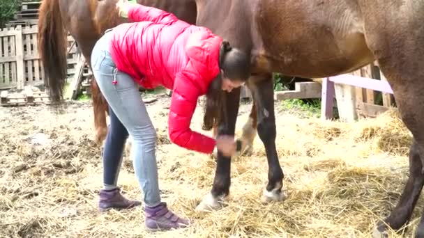 Mujer joven peinando el caballo en el establo — Vídeos de Stock