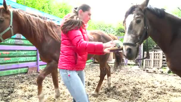 Брюнетка расчесывает лошадь в конюшне — стоковое видео