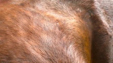 Kahverengi güzel closeup vücut atlar