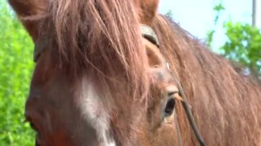 Yüz yele saçlı kahverengi güzel closeup atlar