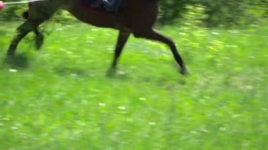 Hızlı Daire portre üzerinde çalışan güzel kahverengi at