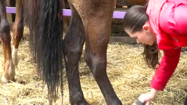 Giovane donna bruna pettinare il cavallo nella stalla — Video Stock