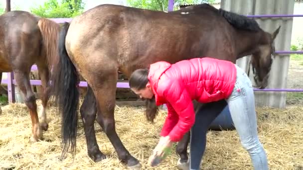 Брюнетка расчесывает лошадиные ноги в конюшне — стоковое видео