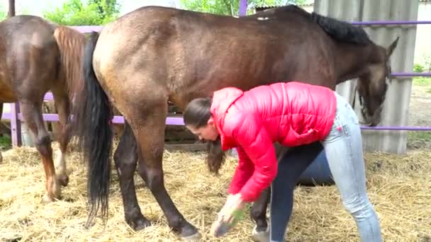 Bruneta žena česání nohama koně ve stáji — Stock video