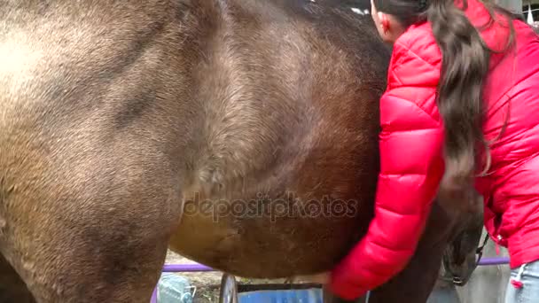 Mujer con un abrigo rojo peinando el caballo en el establo — Vídeo de stock